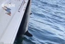 海员爆料渔船视频,渔船真实工作环境曝光